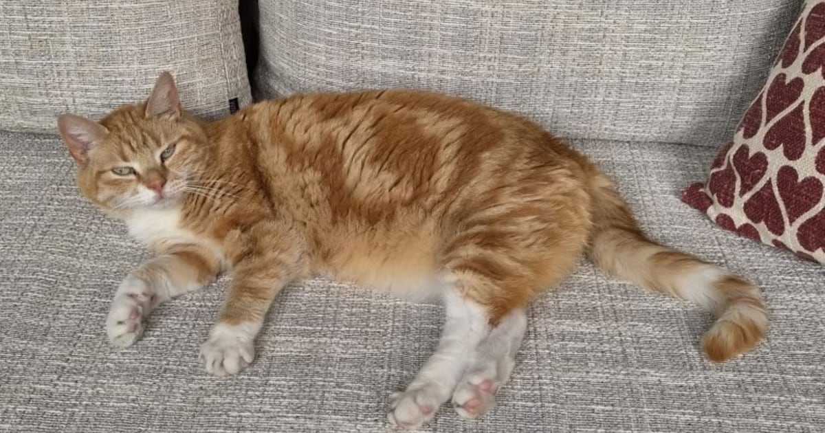 Heb jij Kyra, Jack of Nala gezien? Deze drie huisdieren worden in Gorinchem vermist