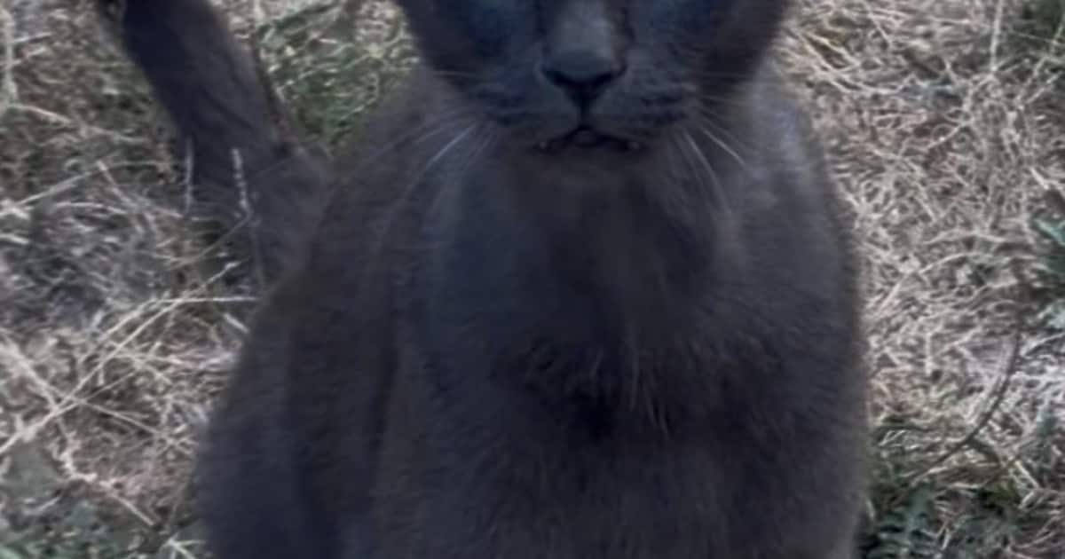 Heb jij Pippie gezien? Dit huisdier wordt in Halderberge vermist