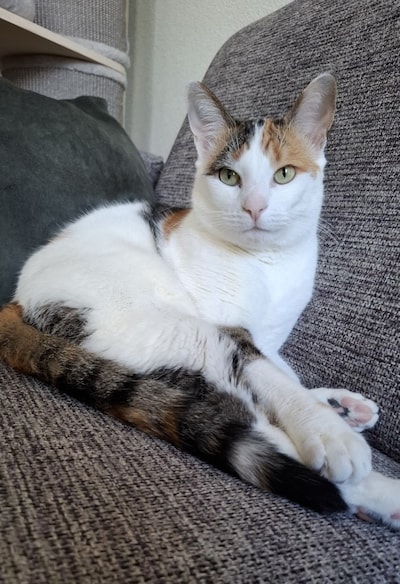 Heb jij Boef, Cooper of Jay Jay gezien? Deze 16 huisdieren worden in Den Bosch vermist