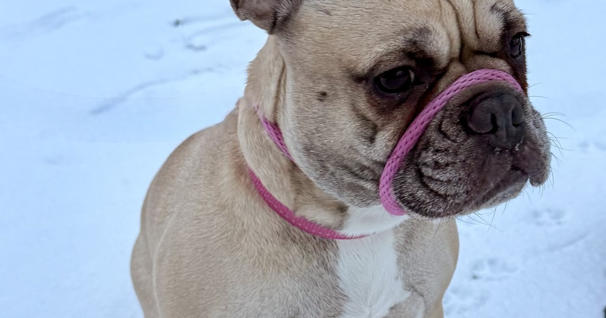 Heb jij Google gezien? Dit huisdier wordt in Bodegraven-Reeuwijk vermist