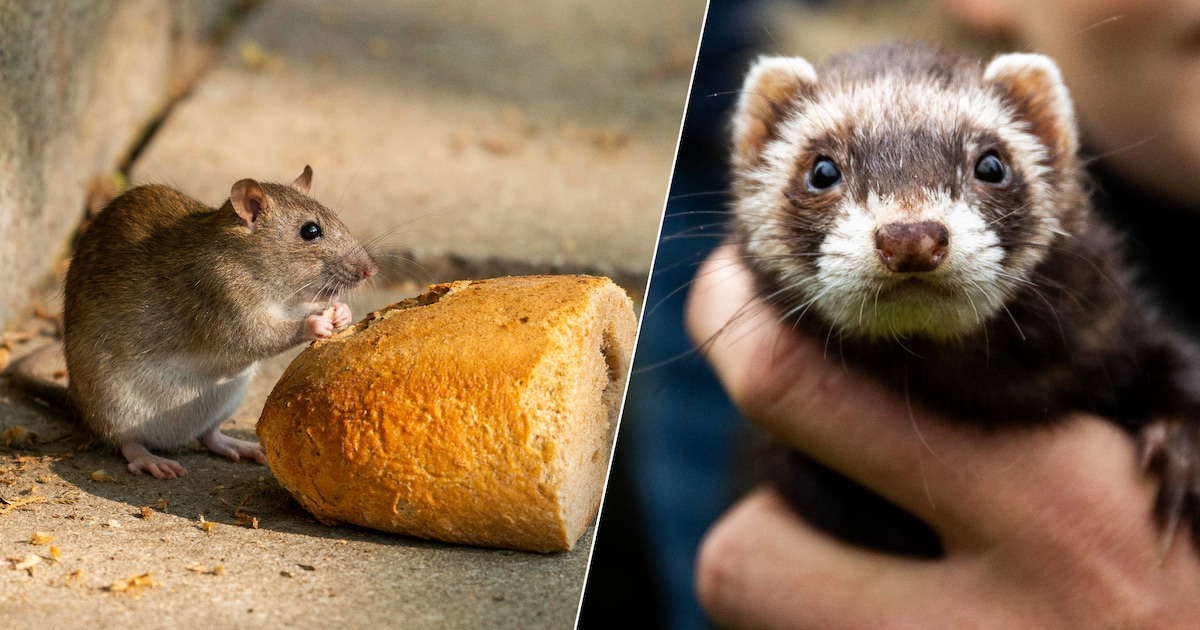 Rotterdam jaagt met fretten op ratten: 'Binnen drie uur 69 knaagdieren ...