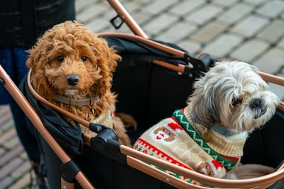Was jij erbij? Zo zag de Decembermarkt eruit in Dordrecht