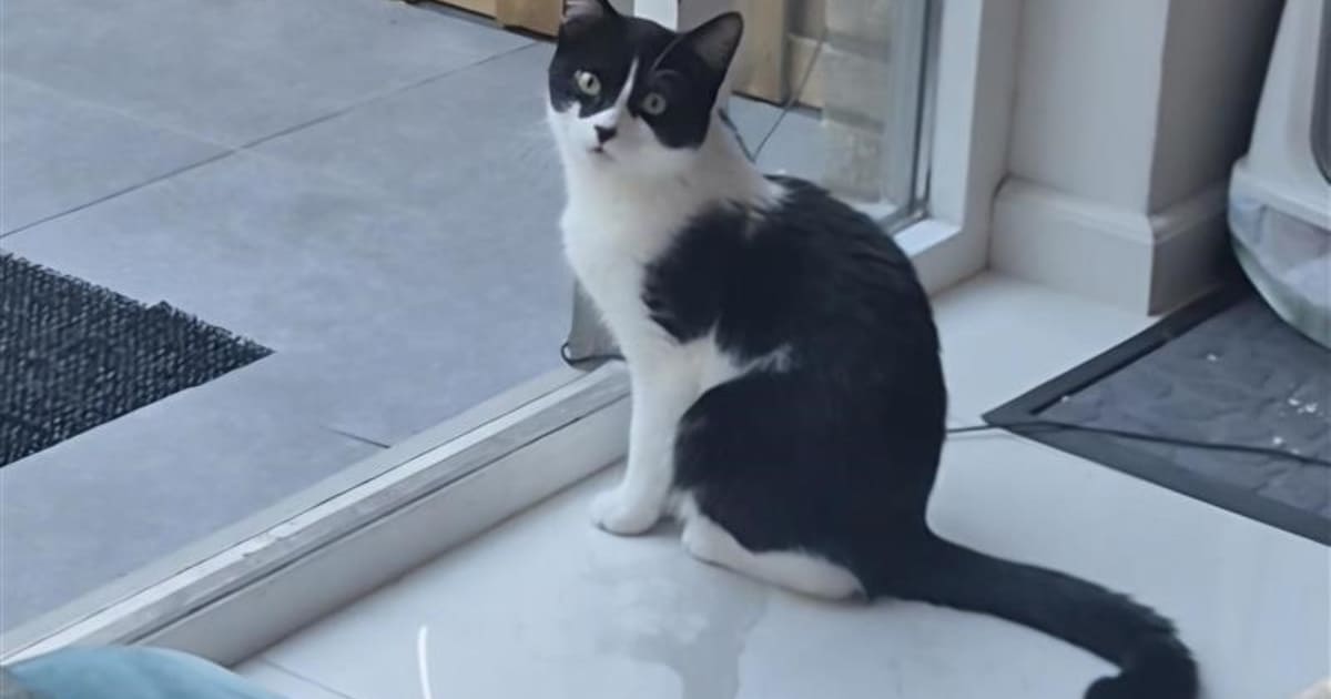 Heb jij Oreo gezien? Dit huisdier wordt in Stichtse Vecht vermist