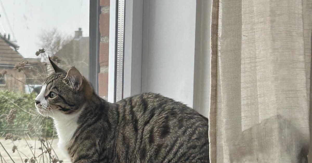 Heb jij Spidey gezien? Dit huisdier wordt in Hulst vermist