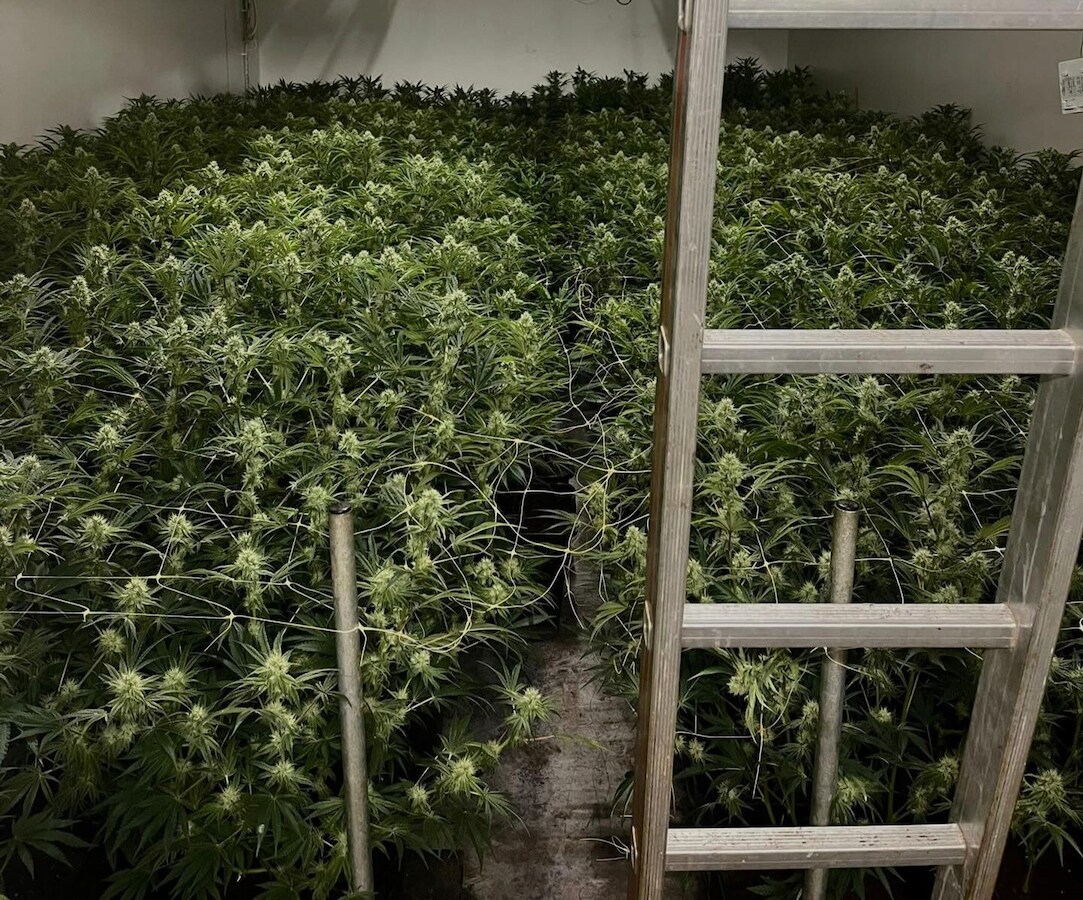 Hennepkwekerij met 210 planten ontdekt in bedrijfspand Venlo | Foto | AD.nl
