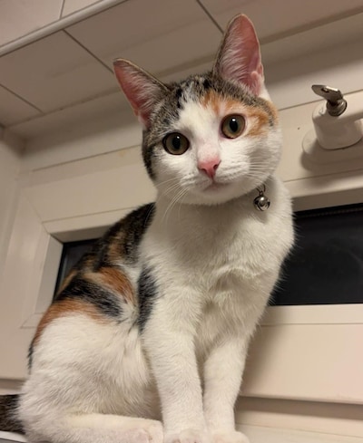 Heb jij Mayla of Bailey gezien? Deze twee huisdieren worden in Tiel vermist