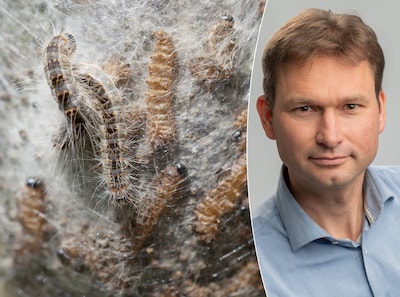 Tiny bug, massive itch: how do we stop the oak processionary moth?