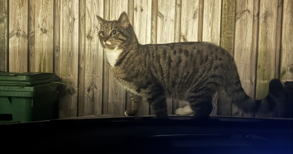 Heb jij Charlie, Simba of Tommie gezien? Deze drie huisdieren worden in Haarlem vermist