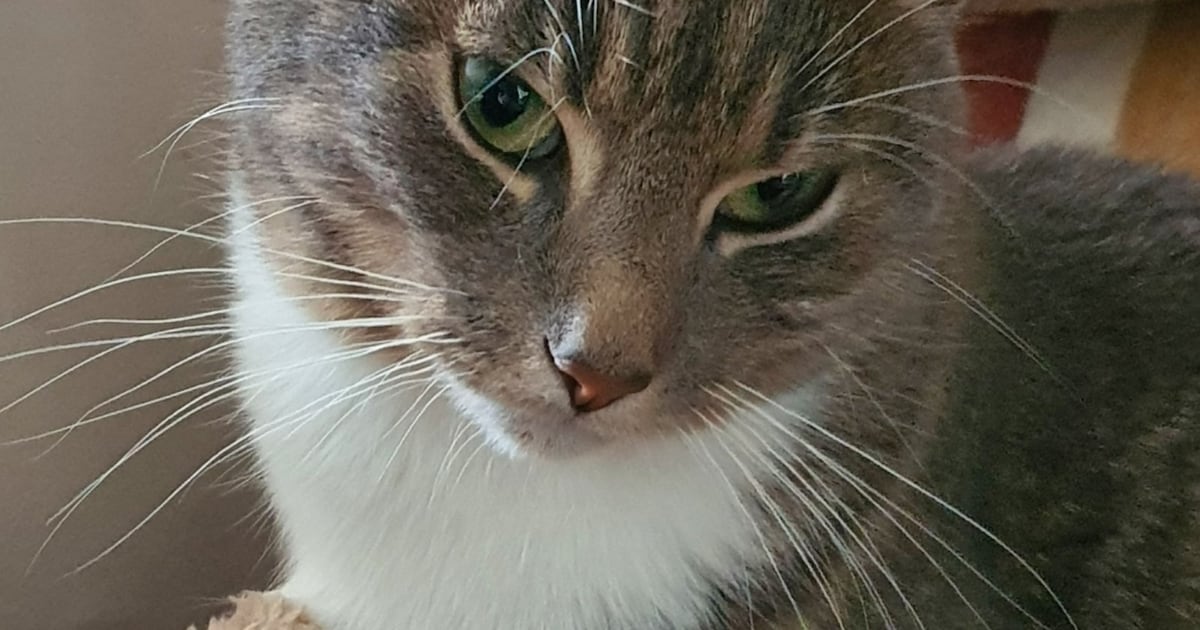 Heb jij Moshi gezien? Dit huisdier wordt in Zuidplas vermist