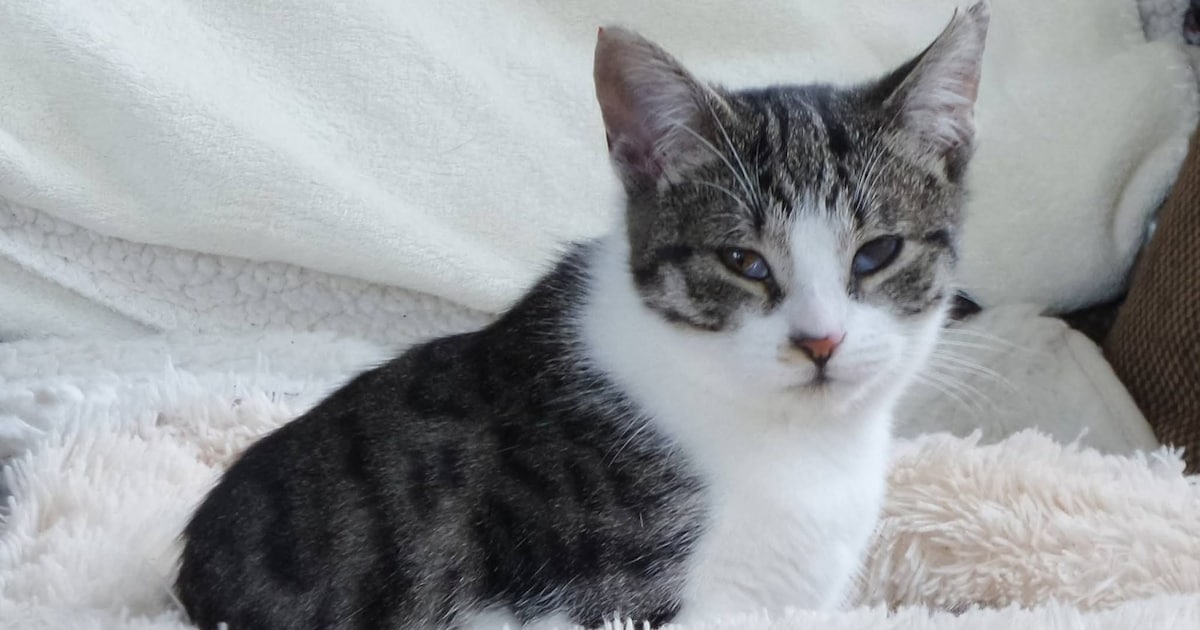 Heb jij Adèle gezien? Dit huisdier wordt in Zaltbommel vermist