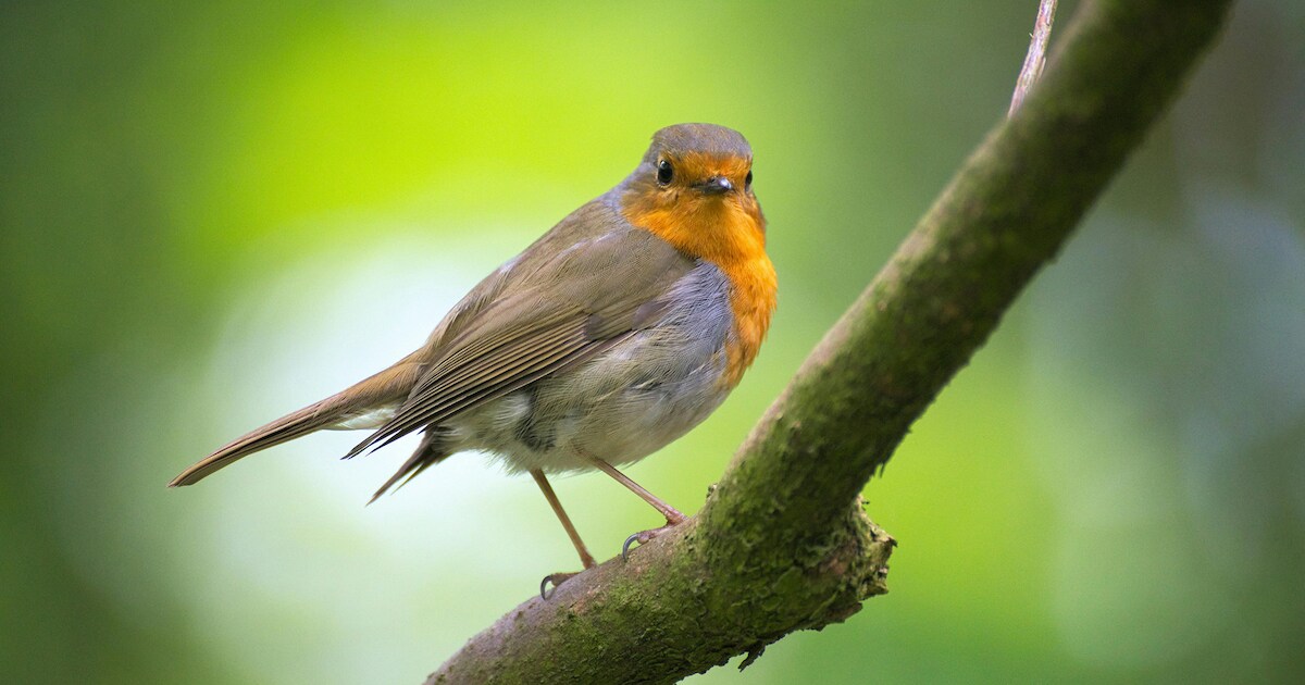 Lezing over vogelvriendelijke tuinen in De Wijk