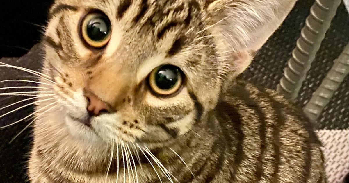 Heb jij Sam gezien? Dit huisdier wordt in Ameland vermist