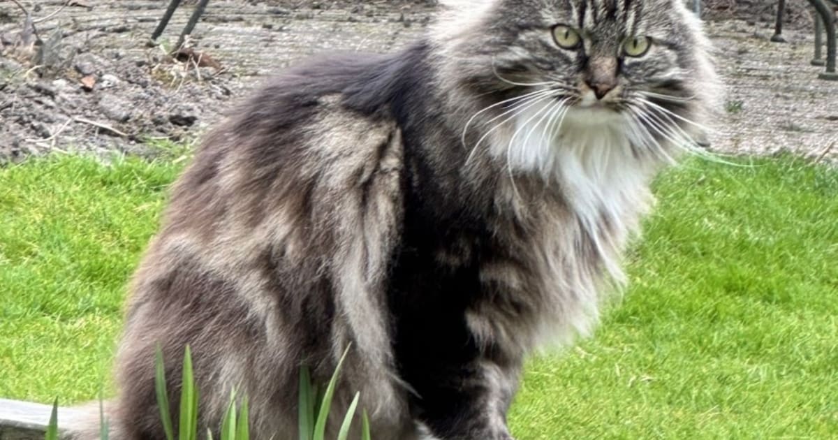 Heb jij James of Pepper gezien? Deze twee huisdieren worden in Dronten vermist