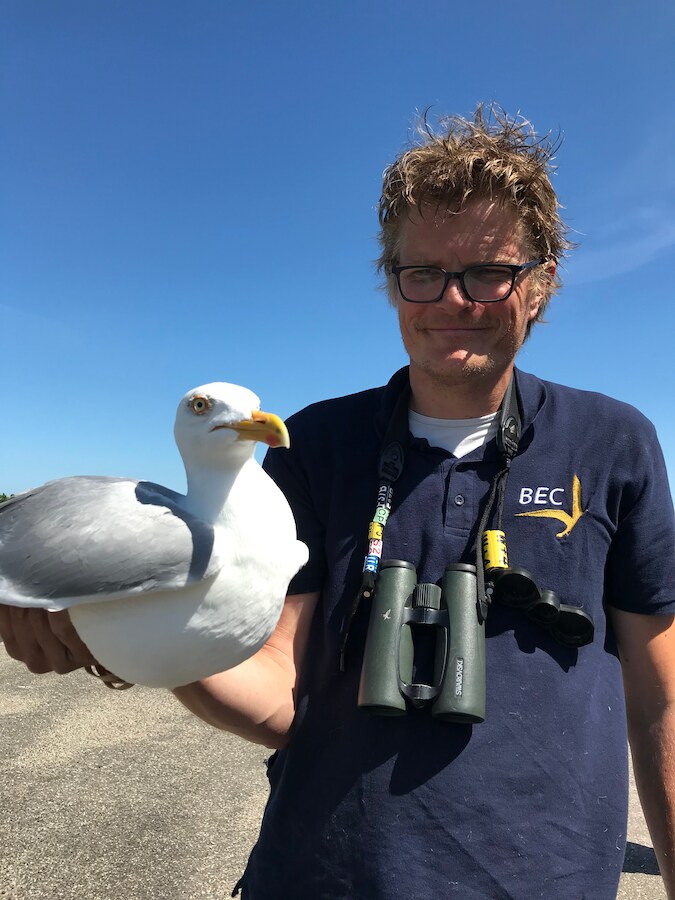 Hoe je pikkende meeuwen ontwijkt op het strand: ‘Eet je eten op met de ...