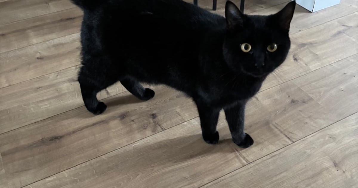 Heb jij Lucky gezien? Dit huisdier wordt in Bodegraven-Reeuwijk vermist