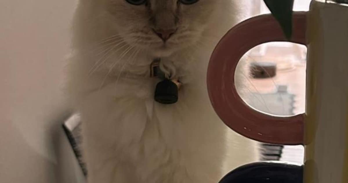 Heb jij Loki, Bobbie of Sami gezien? Deze drie huisdieren worden in Groningen vermist