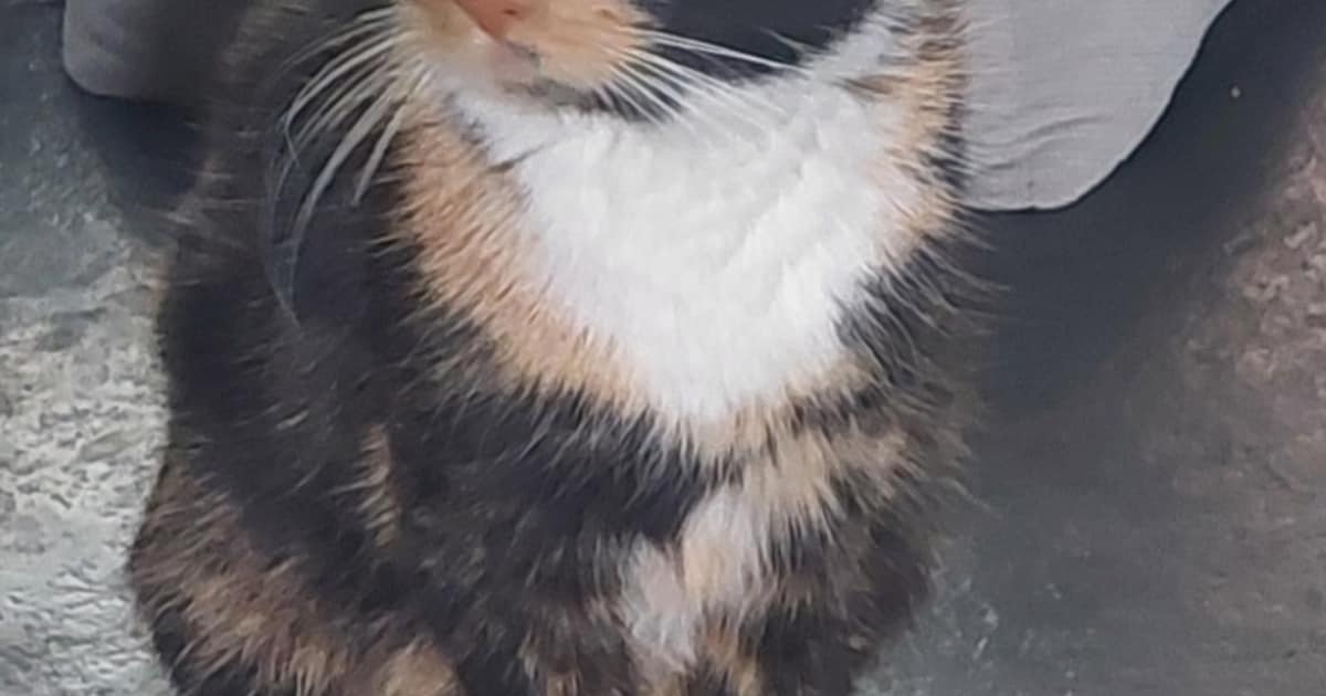 Heb jij Twinnie of Tijger gezien? Deze twee huisdieren worden in Maassluis vermist