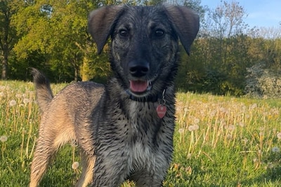 Hond Bonnie die zondag vluchtte door een vuurwerkknal is na ruim drie dagen zoeken terecht: ‘Ze ston