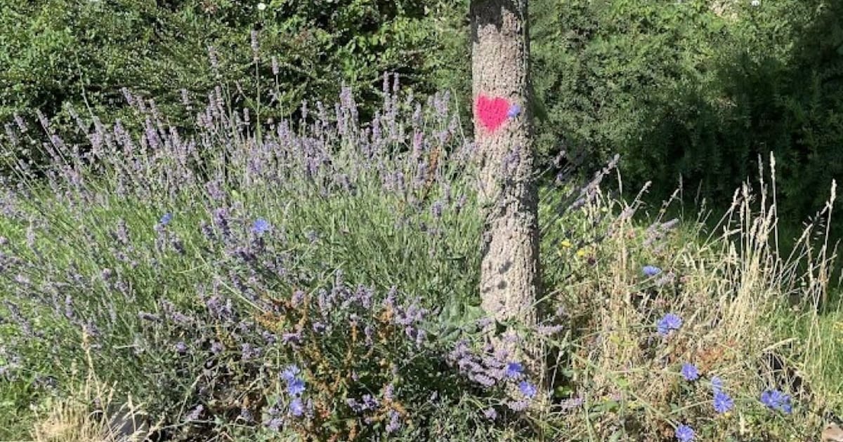 Waarom hebben sommige bomen in Zeewolde een roze hart?