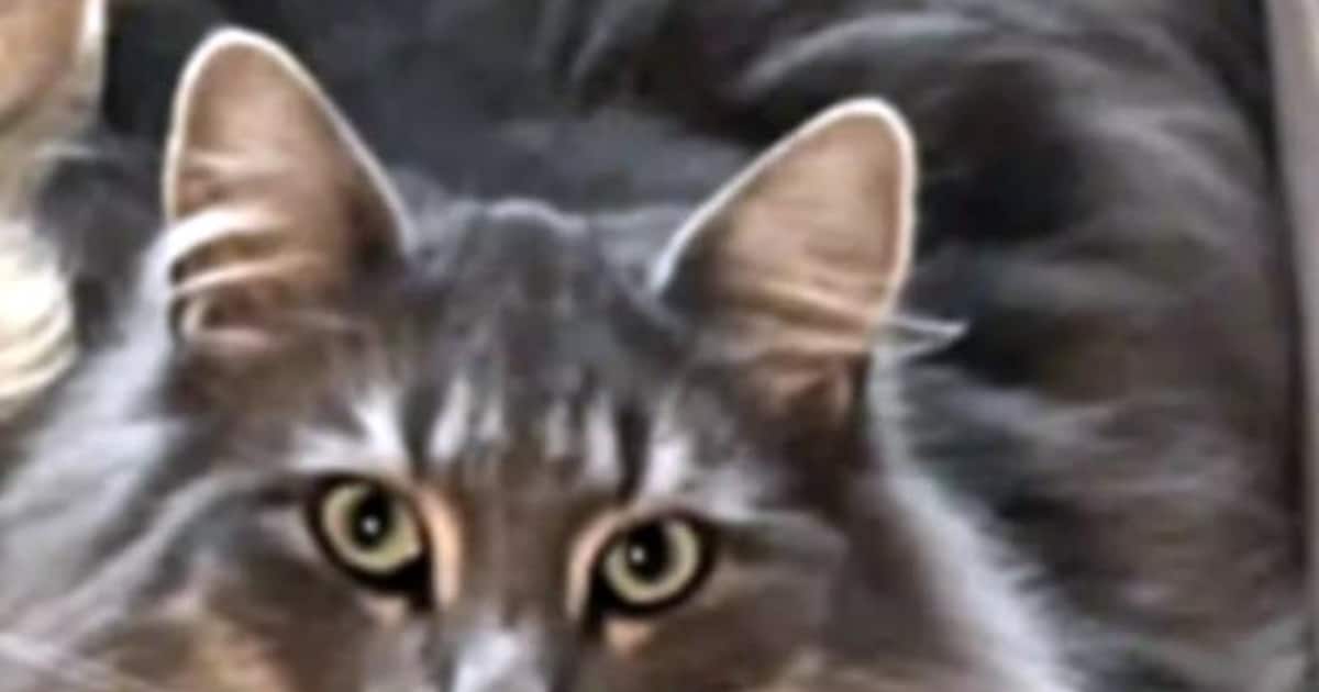 Heb jij Elvie gezien? Dit huisdier wordt in Heeze-Leende vermist
