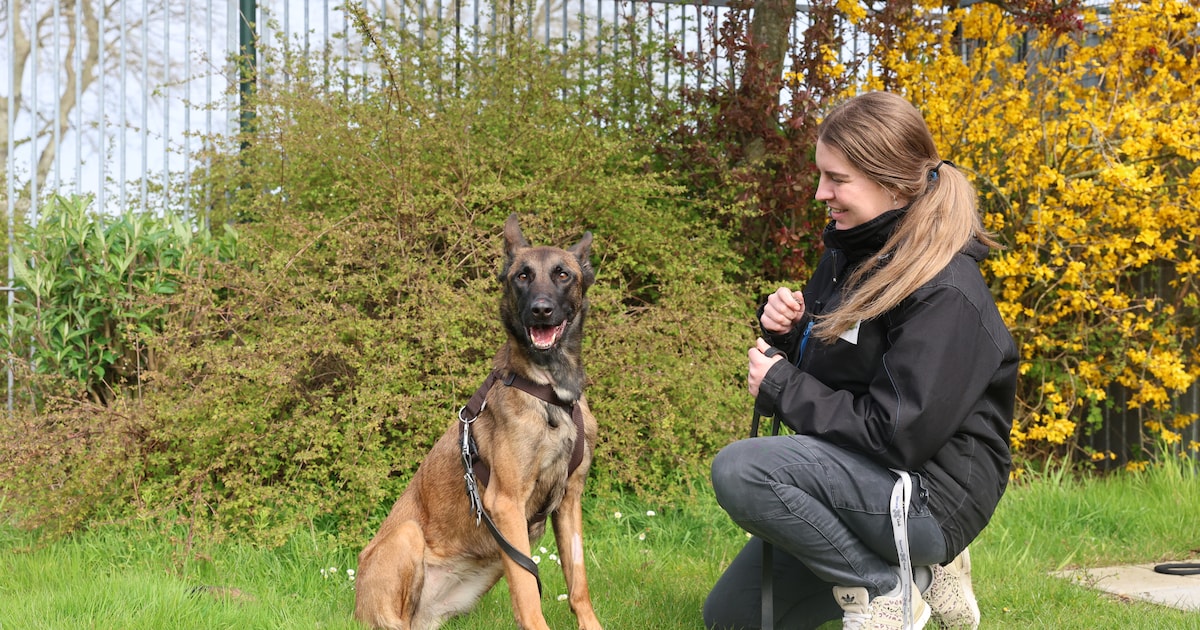Herder Julia werd uitgemergeld gevonden en zakte in elkaar bij dierenarts, dierenliefhebbers doneren