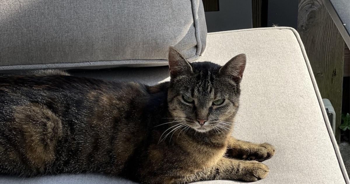 Heb jij Luna gezien? Dit huisdier wordt in Wierden vermist