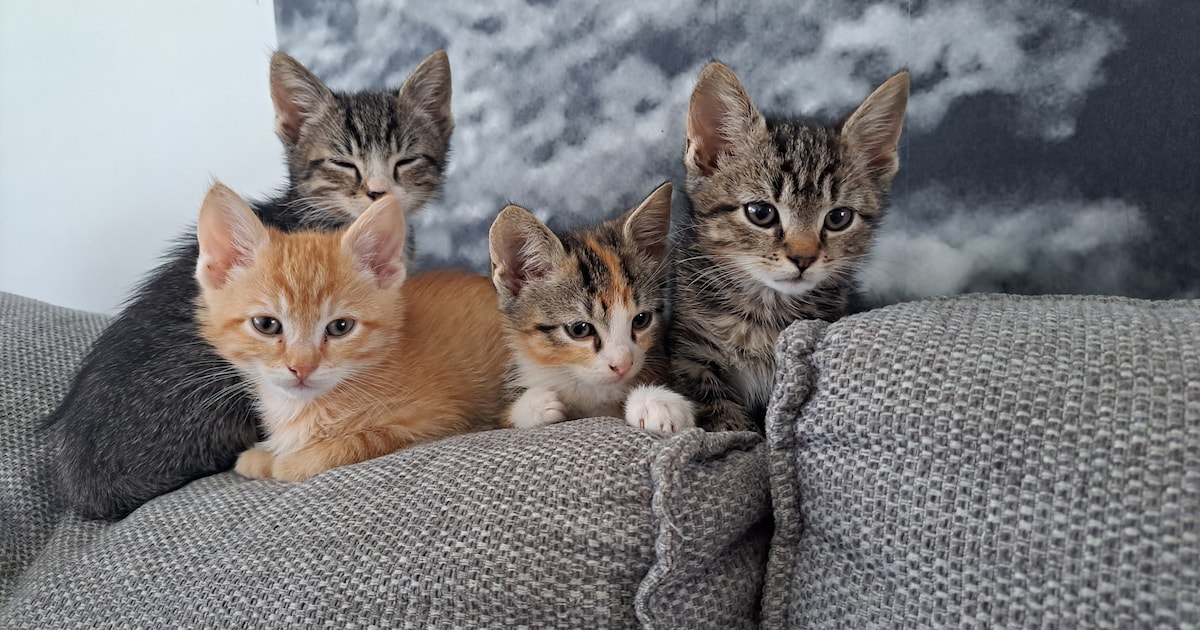 Het is Internationale Kattendag: Bekijk hier de leukste kattenfoto’s van lezers uit Zeist