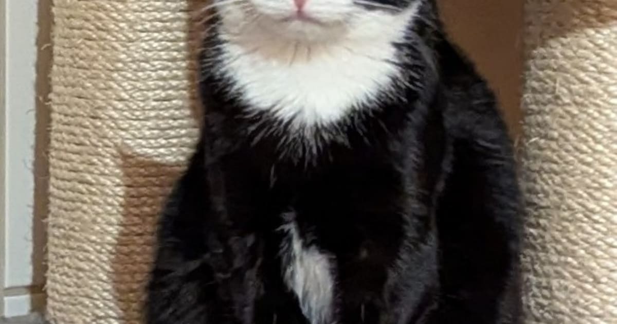 Heb jij Sue-Nami gezien? Dit huisdier wordt in Aalten vermist