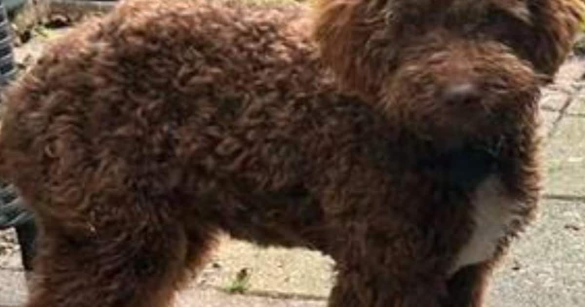 Heb jij Xanthi gezien? Dit huisdier wordt in Baarn vermist