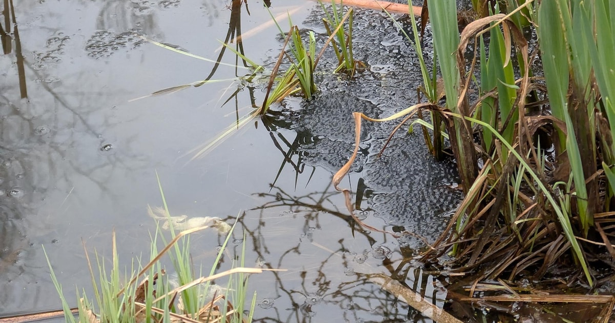 Lentewandeling met gidsen in Eindhoven: poelen vol amfibieën nu te ontdekken