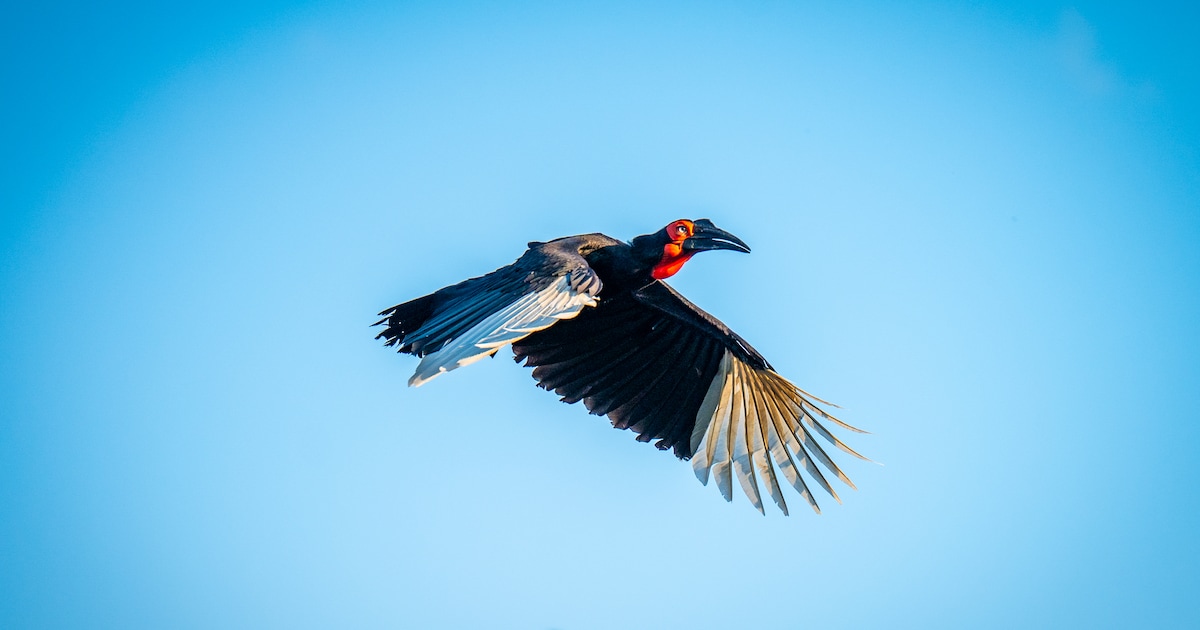 Opvallende vogel ontsnapt uit Avifauna, na lange zoektocht terecht: ‘In de buurtapp noemen we hem Ri
