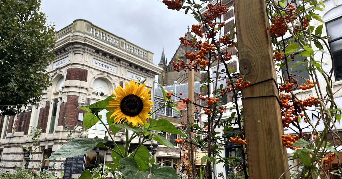 Haarlem start verkenning voor vaste groene pleintjes na succes zomerpleintje ’t Gat in centrum