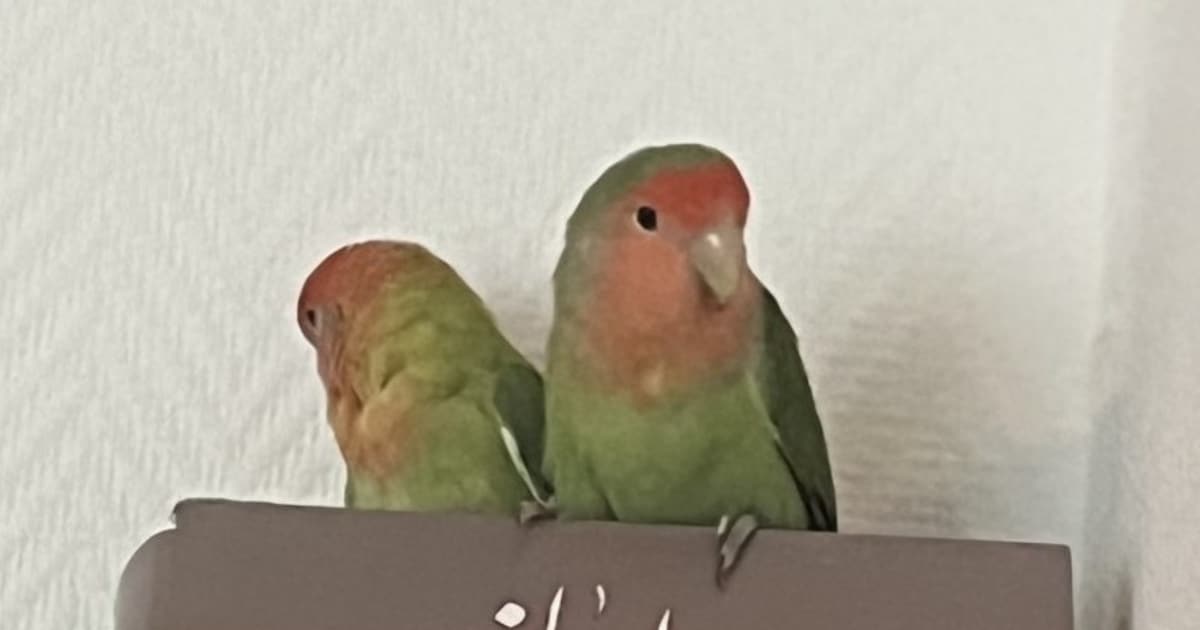 Heb jij Mango gezien? Dit huisdier wordt in Barendrecht vermist