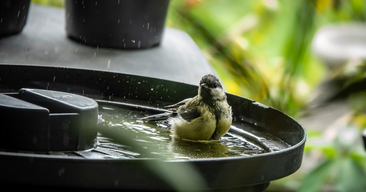 Gratis webinar helpt tuin aantrekkelijk maken voor vogels