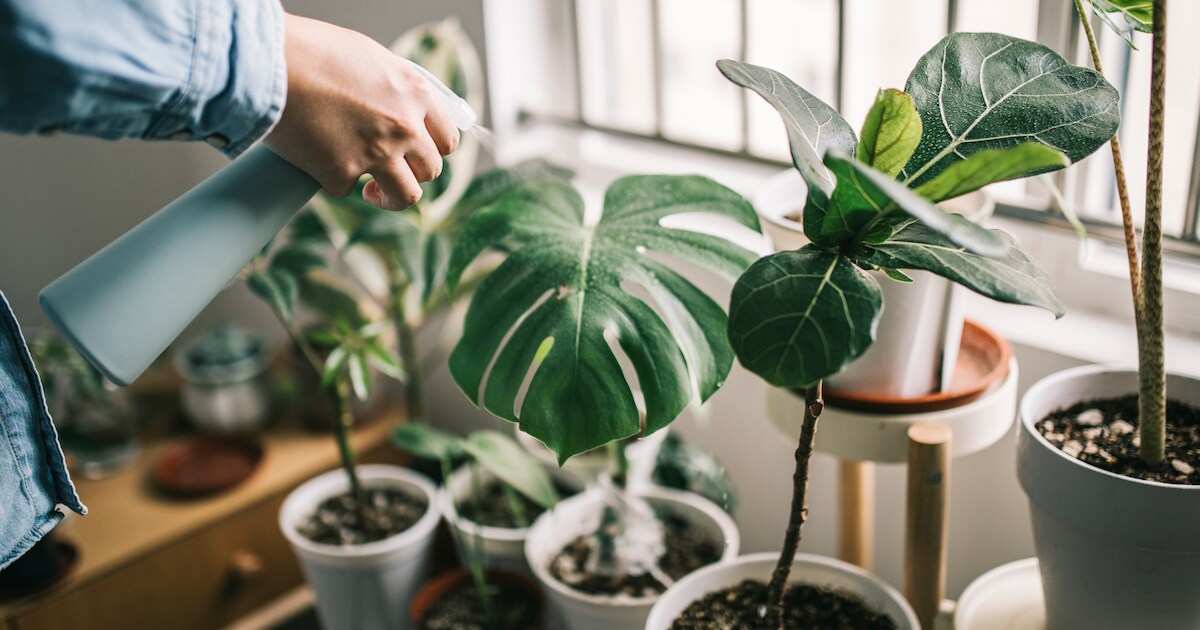 Plantjes-ruil-markt in Groessen | Duiven