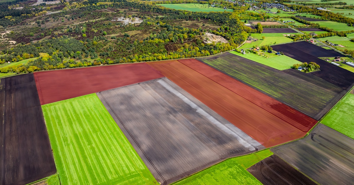 Pilot biologische bollenteelt start in Egmond aan den Hoef