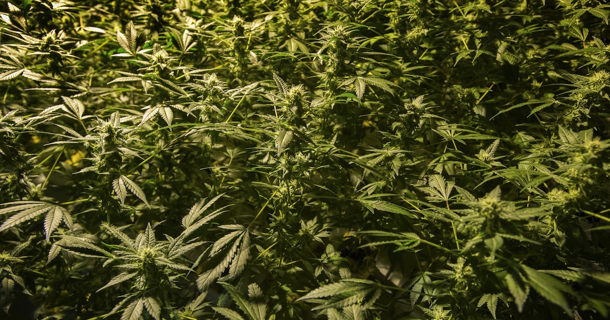 Hennepdrogerij ontdekt in Andijk, woning drie maanden dicht