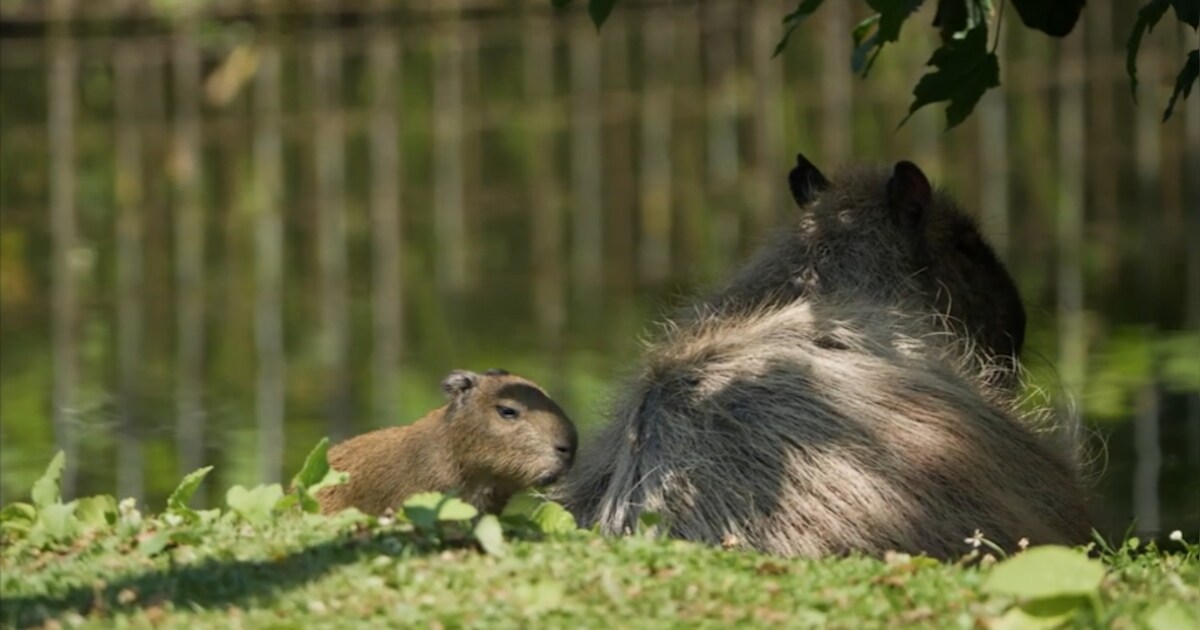 Capibara's geboren in GaiaZOO Kerkrade