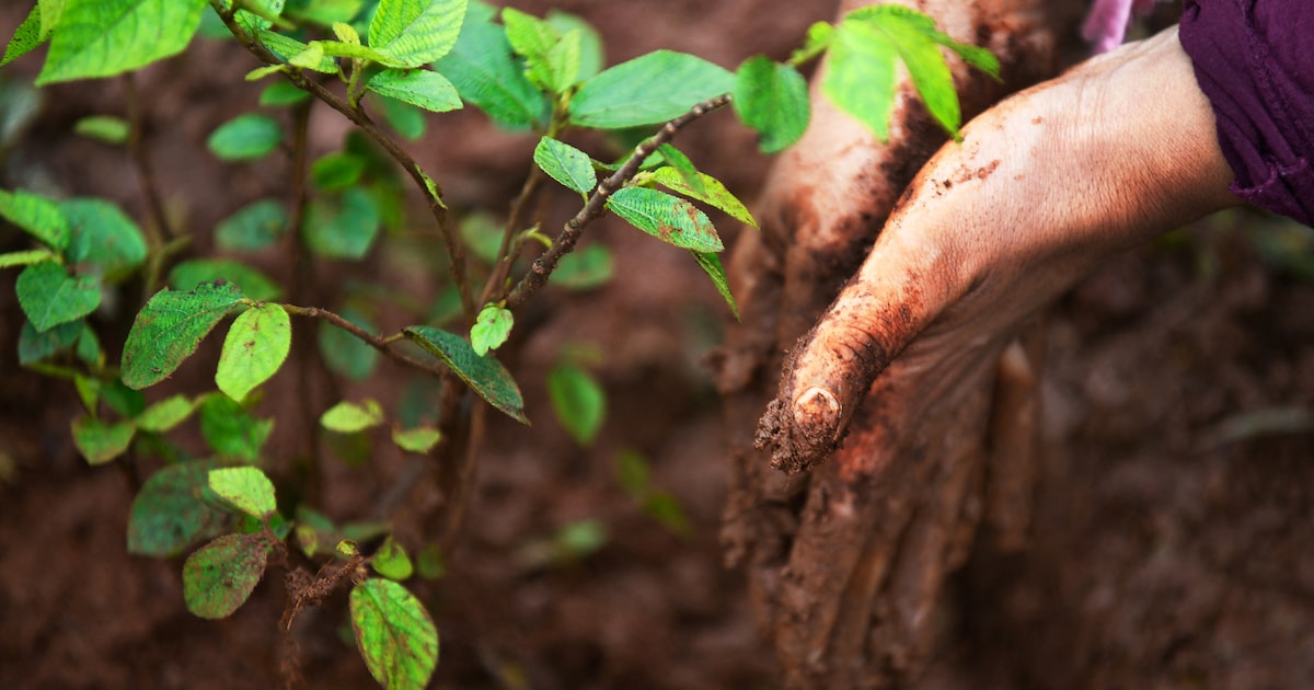 Boomfeestdag in Zuidoostbeemster: kinderen planten bomen en doen mee aan speurtocht