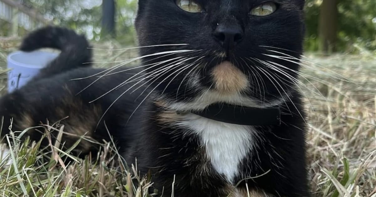 Heb jij Wasabi, Vlekkie of Nila gezien? Deze zeven huisdieren worden in Helmond vermist
