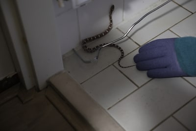 Paniek in de badkamer: slang kruipt bij bewoner onder de douche