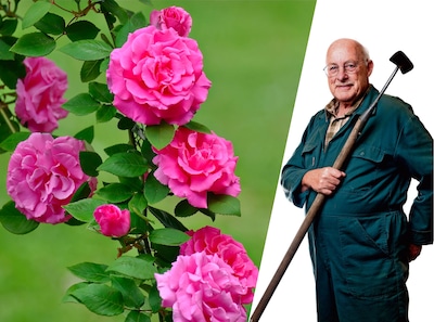 Doornloze rozen zijn braaf, maar bramen slaan terug: ‘zelfs het miniemste schrammetje wordt hier een bloedbad’