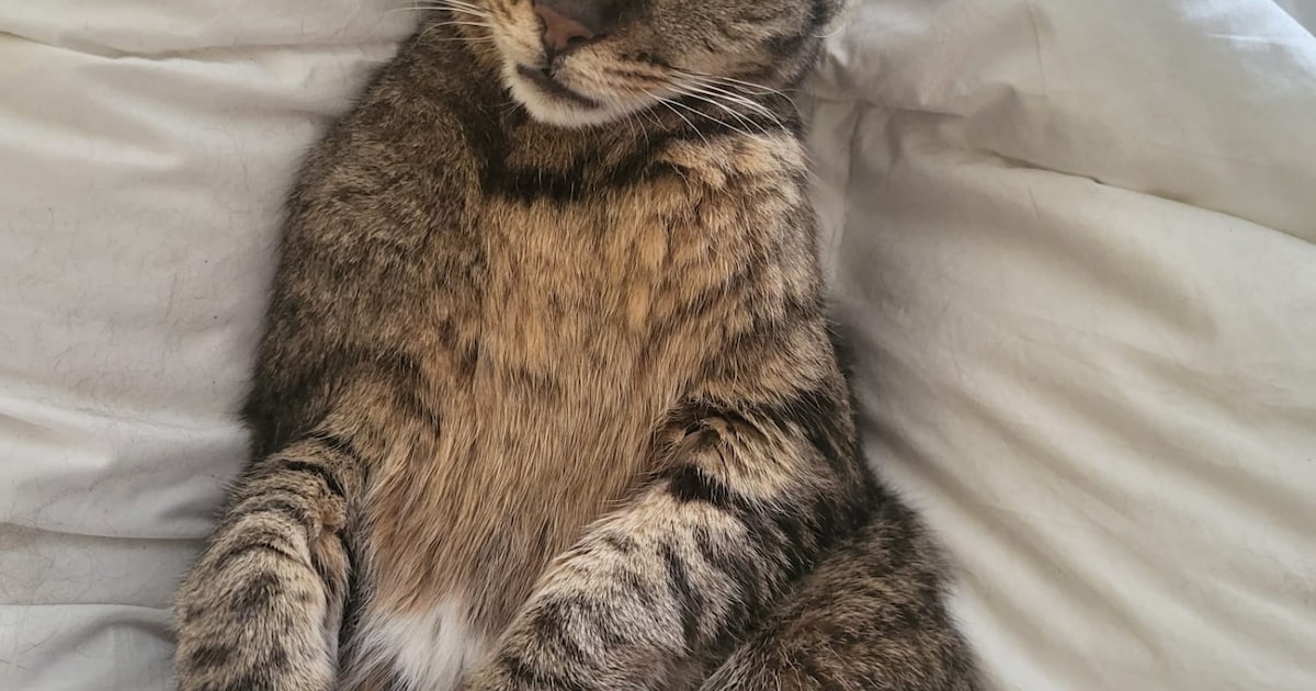 Heb jij Zabava of Pino gezien? Deze twee huisdieren worden in Best vermist