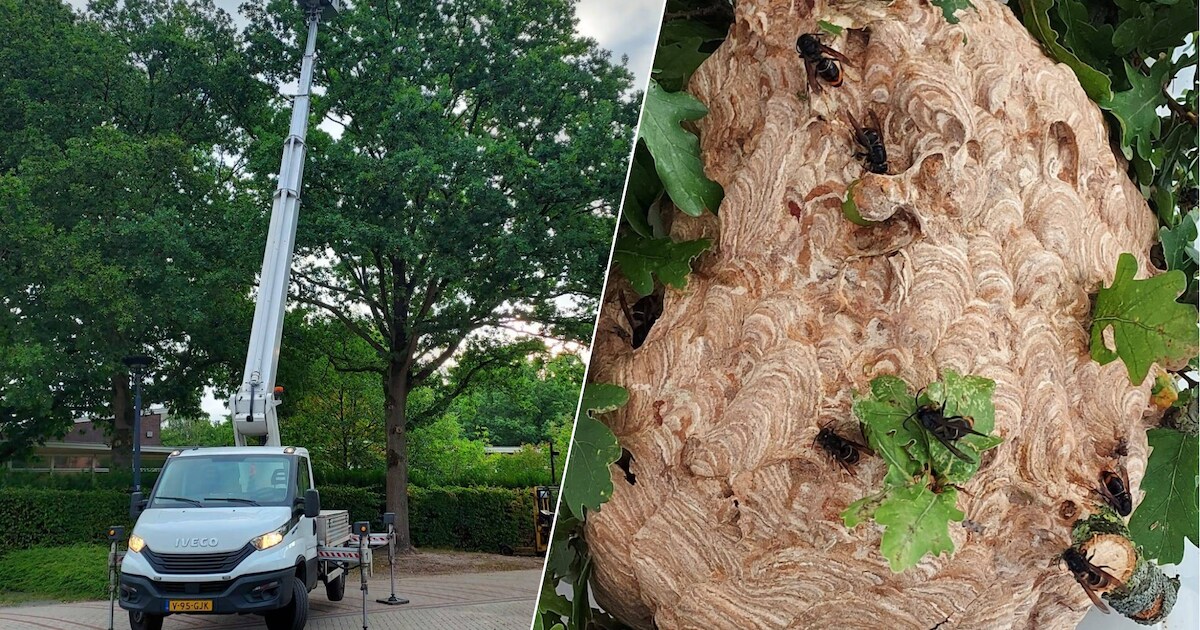 Al vier nesten Aziatische hoornaar in De Bilt geruimd, verwachting is dat er nog meer zijn