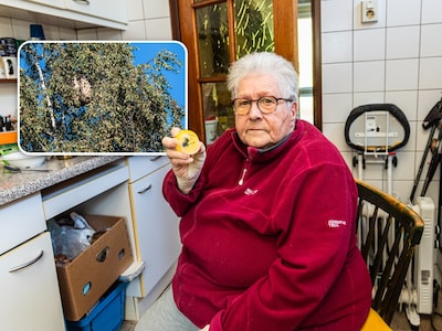 Jolie (79) durft tuin niet meer in vanwege hoornaarsnest in de boom: ‘Gewoon bang om gestoken te wor