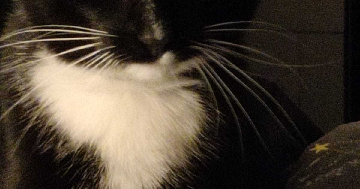 Heb jij Cura, Guus of Frodo gezien? Deze vier huisdieren worden in Oldambt vermist