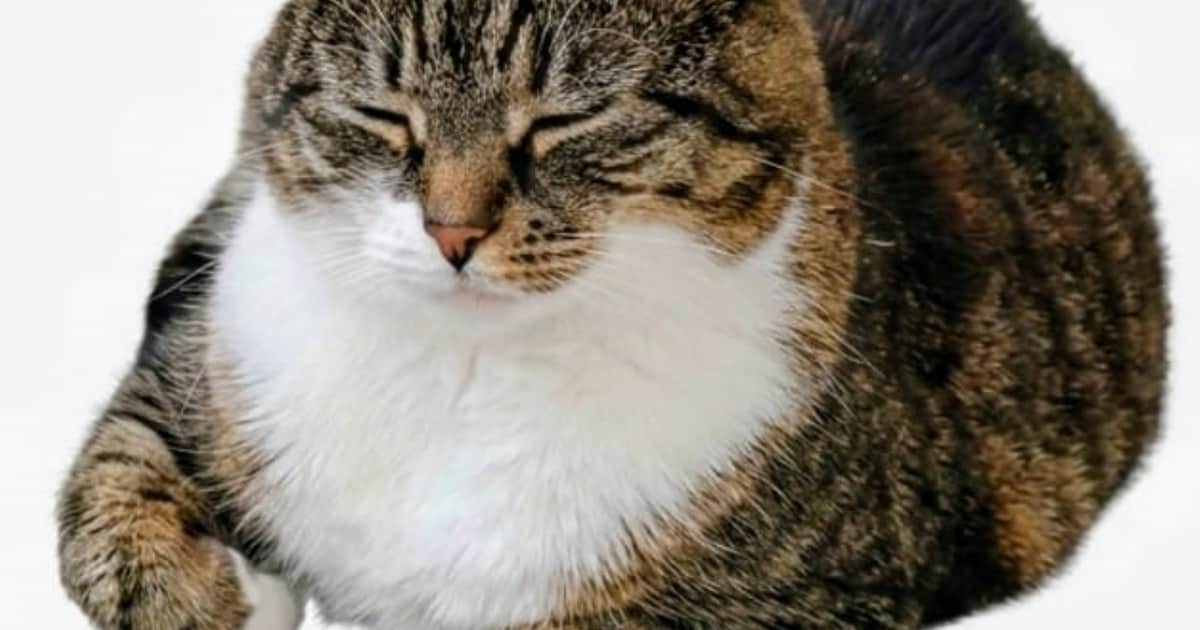 Heb jij Buu gezien? Dit huisdier wordt in Culemborg vermist