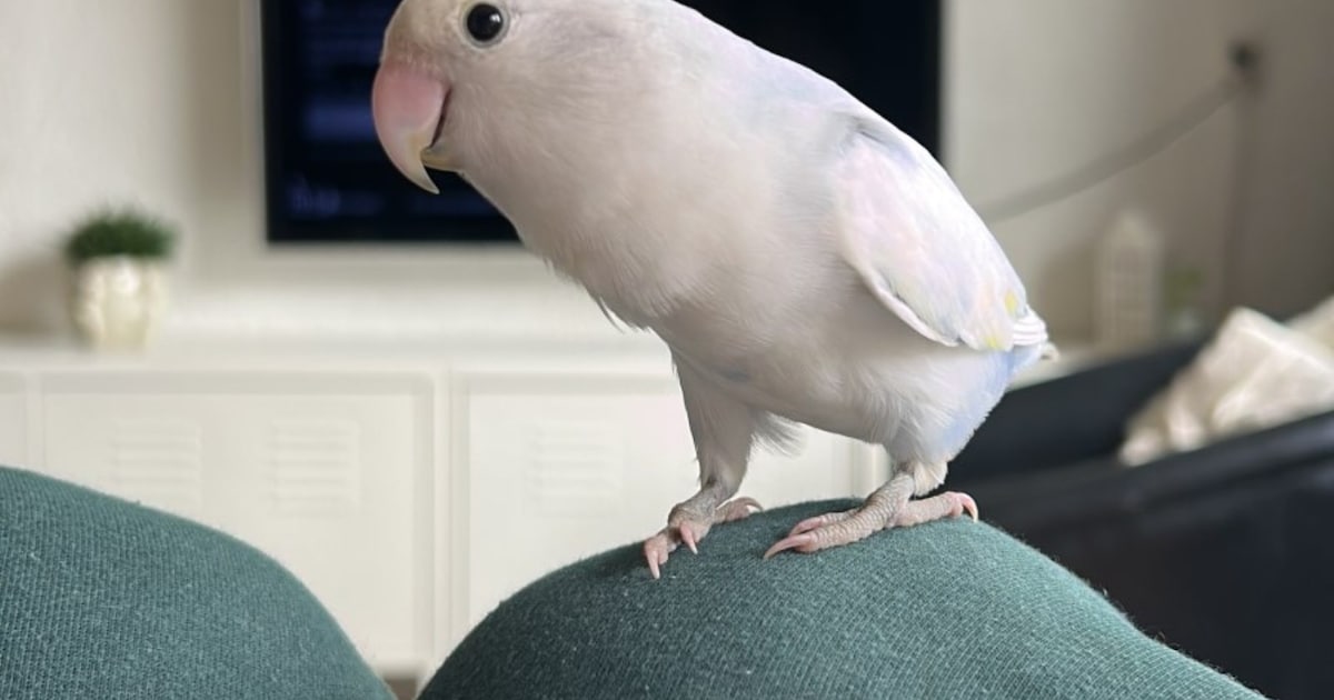 Heb jij Macho of Zazoe gezien? Deze twee huisdieren worden in Zwijndrecht vermist