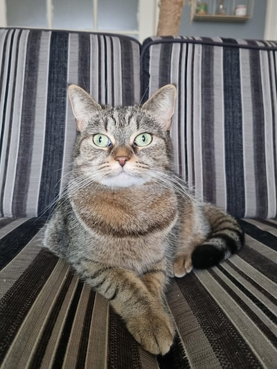 Heb jij Bliksem, Yuki of Lokum gezien? Deze vier huisdieren worden in Veenendaal vermist