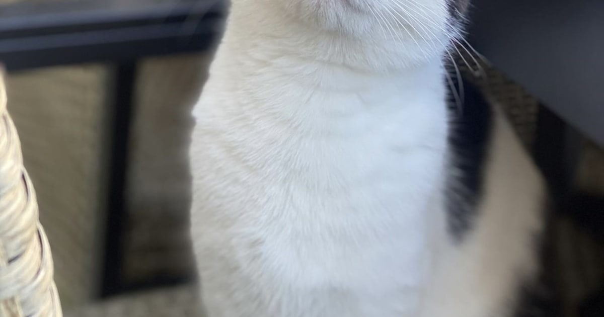Heb jij Noegie gezien? Dit huisdier wordt in Roermond vermist